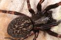 Badumna_insignis_D7946_Z_89_North Stradbroke island_Australie